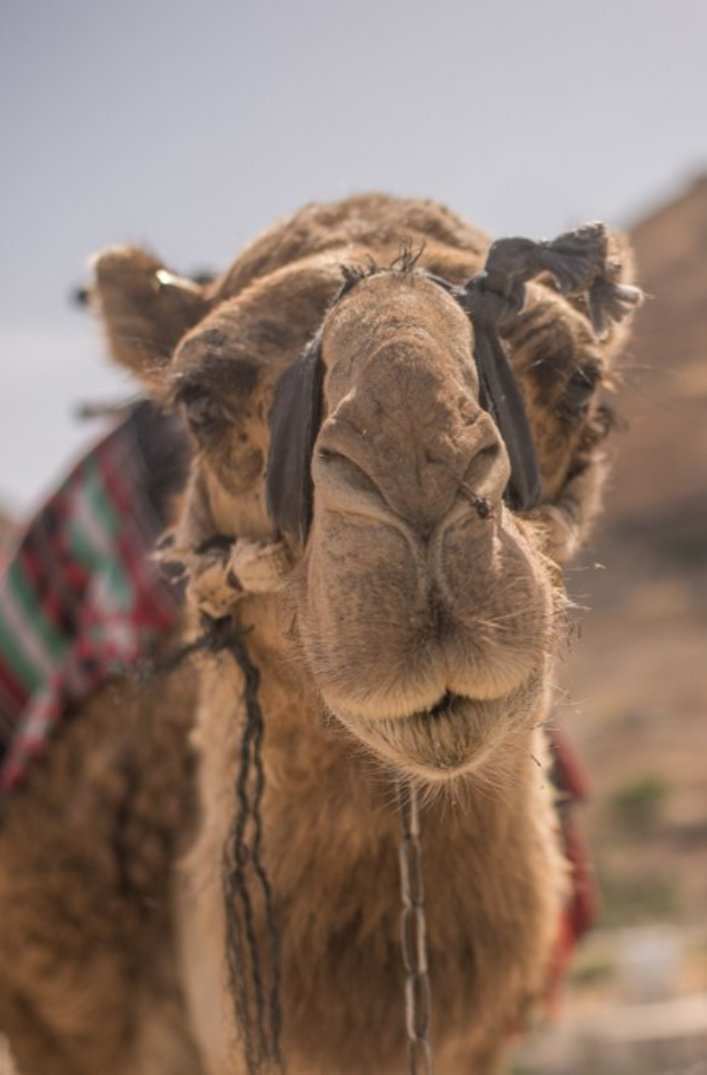 Close Up Face of a Camel in Israel